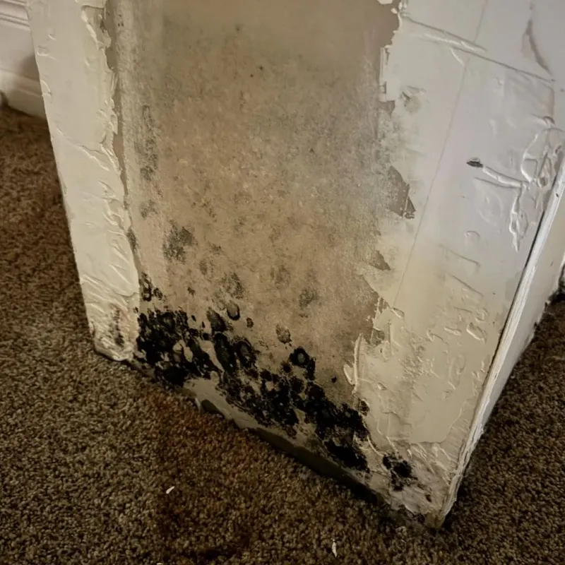 Professional Mold Removal in Belknap County, NH